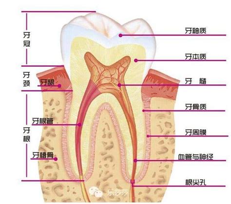 牙齒的功能|牙齒解剖